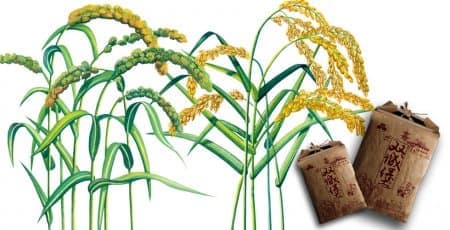 连云港广告公司 | 群诺品牌咨询与设计